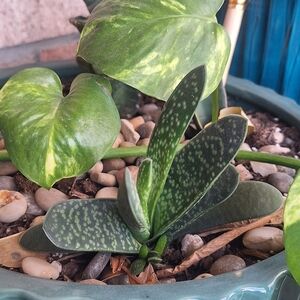 Anna & Ava tiger kimono in teal leopard print 🐅 OS